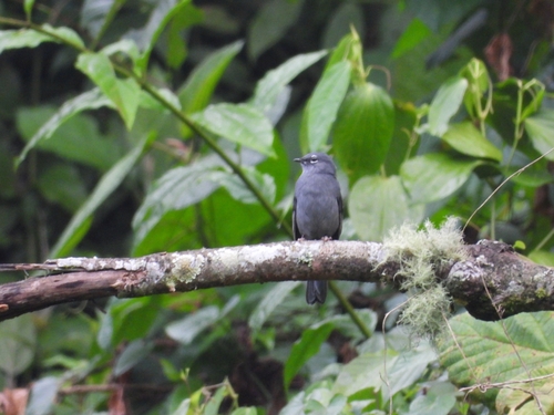 Slate-colored Solitaire (Myadestes unicolor), photo 4