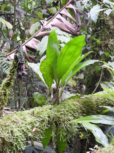 Gongora galeata, photograph 2