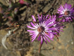 Lampranthus spiniformis