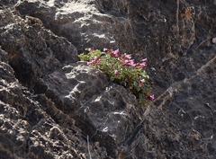 Penstemon petiolatus
