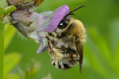 Eucera nigrescens