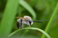 Eucera nigrescens