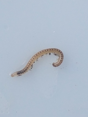Blaniulidae