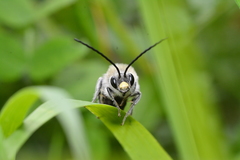 Eucera nigrescens