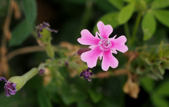 Silene aegyptiaca