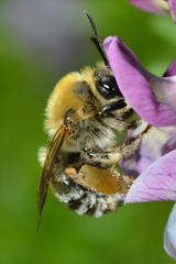Eucera nigrescens
