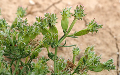 Pteranthus dichotomus