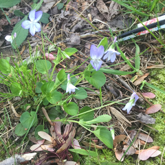 Viola