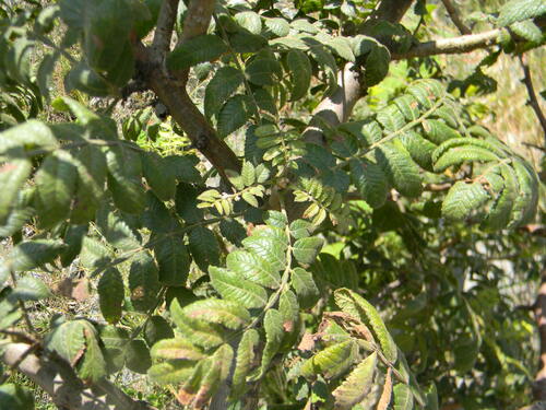 Bursera aspleniifolia Brandegee