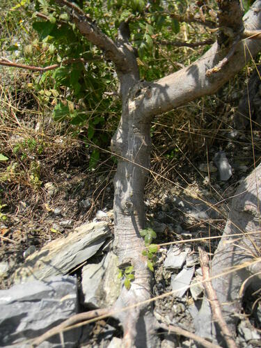 Bursera aspleniifolia Brandegee 2