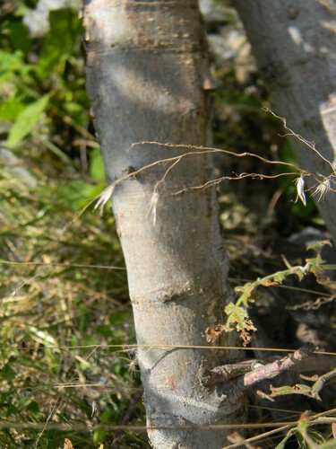 Bursera aspleniifolia Brandegee 3