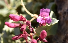 Penstemon petiolatus