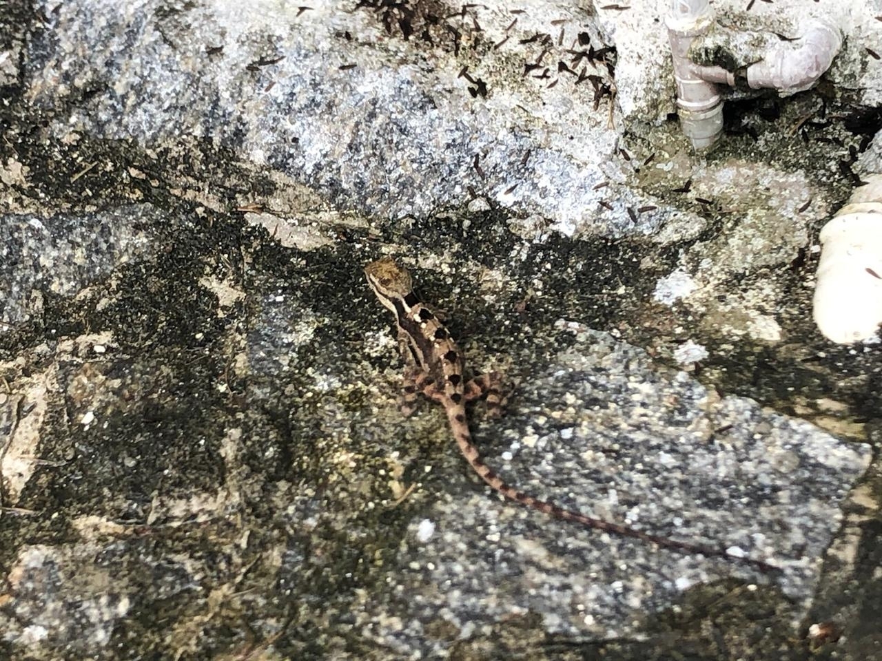 Enyalius bibronii