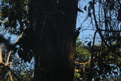 Campephilus guatemalensis image
