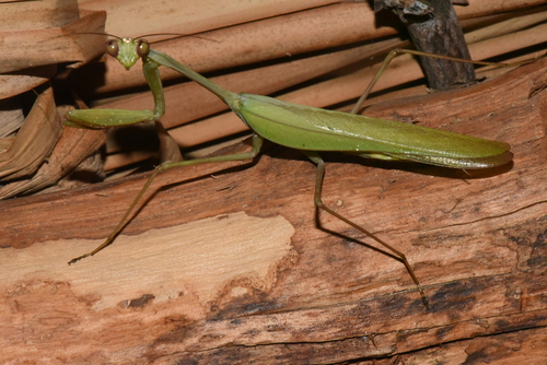 Tisma pauliani