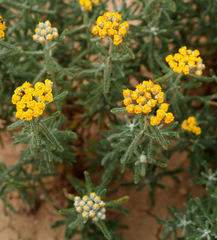 Achillea tenuifolia