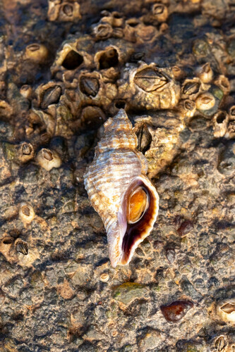 Eastern Oyster Drill