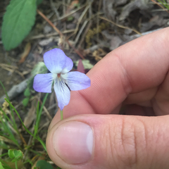 Viola