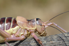 Ephippiger diurnus cunii