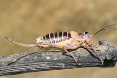 Ephippiger diurnus cunii