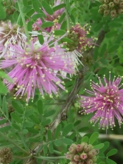 Mimosa borealis