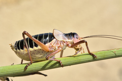 Ephippiger diurnus cunii