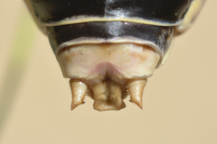 Ephippiger diurnus cunii