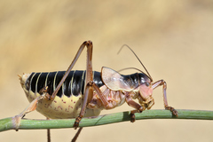 Ephippiger diurnus cunii