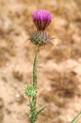 Onopordum alexandrinum