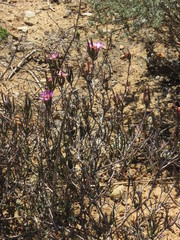 Lampranthus spiniformis
