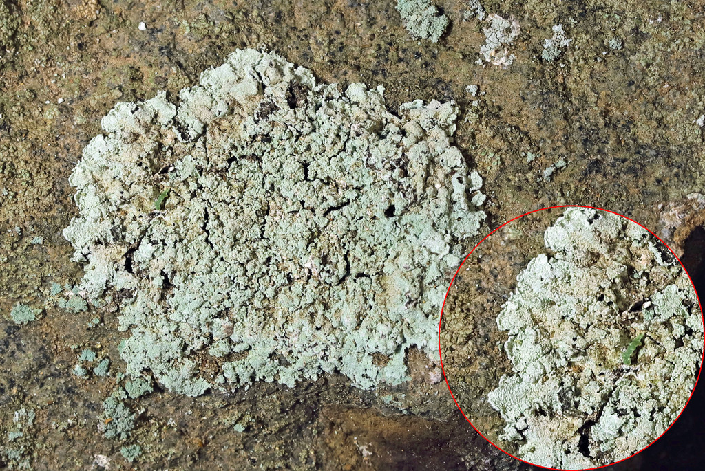 Lesser Lichen Vulgaris
