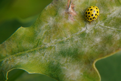 Erysiphe alphitoides