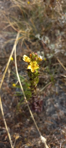 Image of Alectra sessiliflora by (c) Adele SL, some rights reserved (CC BY)