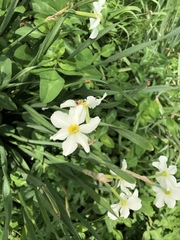 Narcissus poeticus