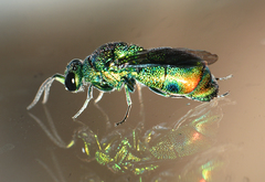 Chrysis gheudei