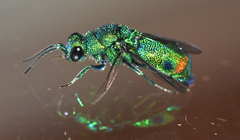 Chrysis gheudei