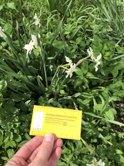 Narcissus poeticus