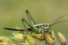 Antaxius