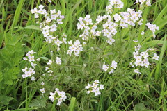 Cardamine pratensis