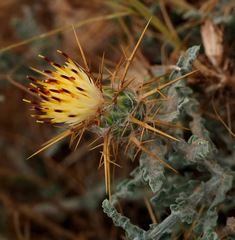 Centaurea aegyptiaca