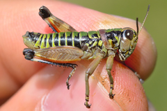 Cophopodisma pyrenaea