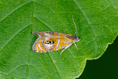 Olethreutes arcuella