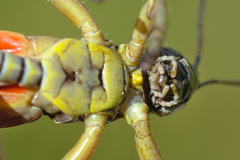 Cophopodisma pyrenaea