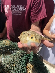 Sphoeroides maculatus