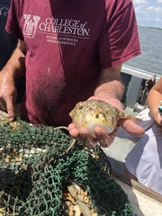 Sphoeroides maculatus