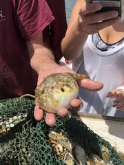 Sphoeroides maculatus