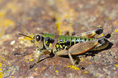 Cophopodisma pyrenaea