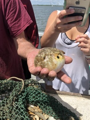 Sphoeroides maculatus