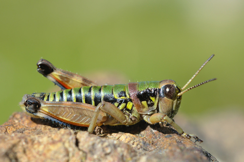 Pyrenean Mountain Grasshopper
