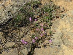 Lampranthus spiniformis